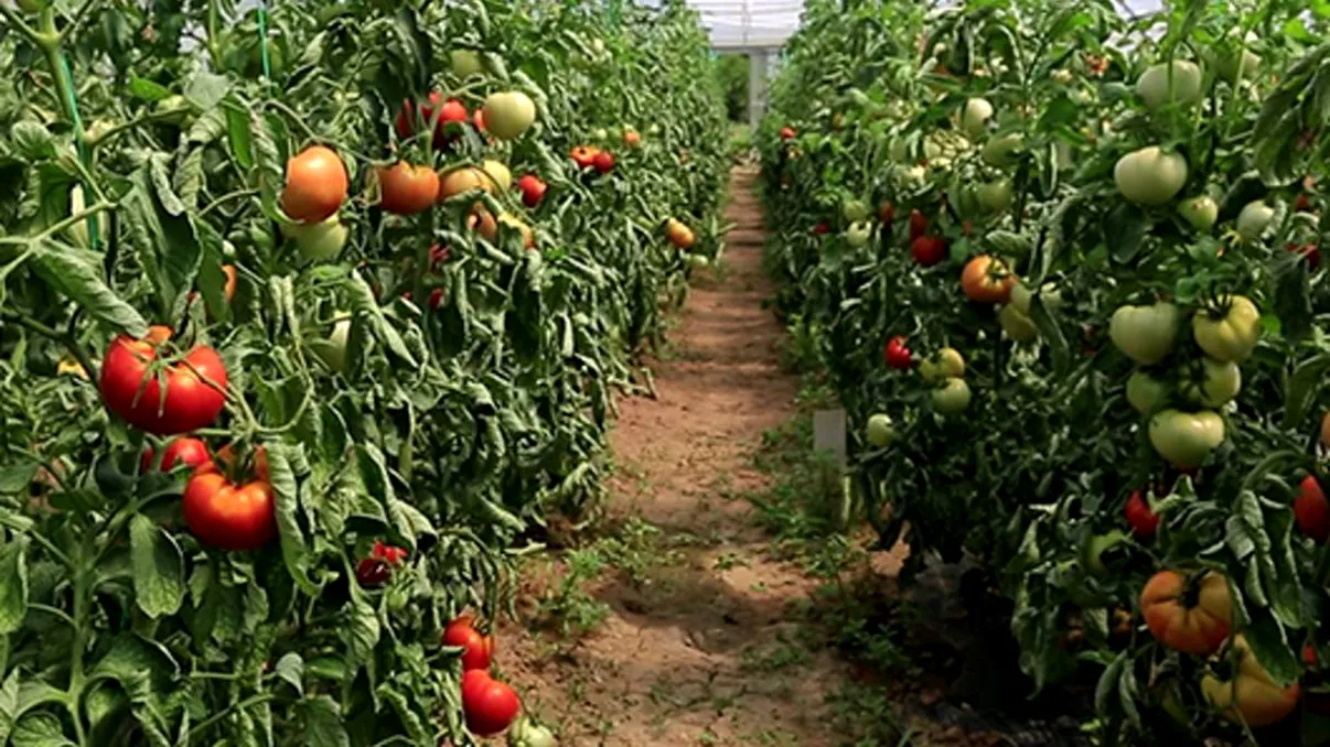 Fertilizatorul natural care face ca roşiile să crească mai mari ca niciodată. Secretul bunicilor