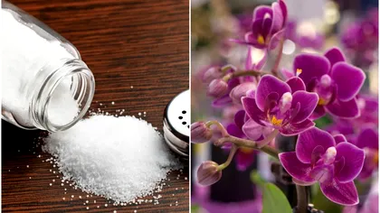 Sarea, ingredientul cheie pentru orhidee pline de flori uriașe. Cum și de câte ori se aplică tratamentul